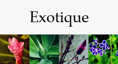 Exotique