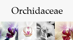 Orchidaceae