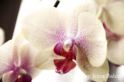 Orchidaceae No.1